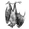 song icon